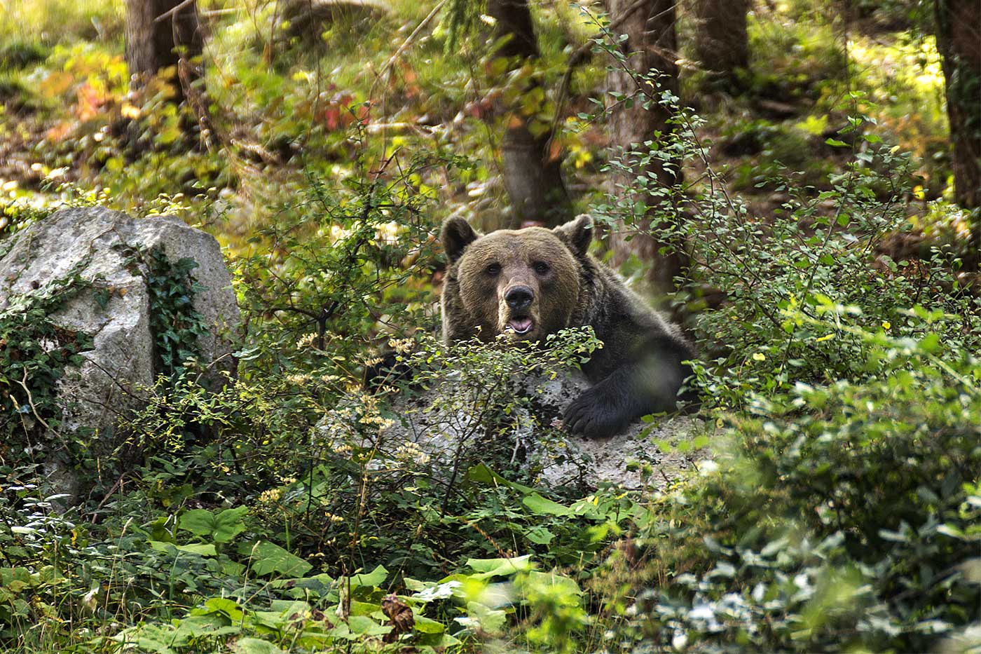 Esemplare di orso bruno adagiato su una pietra all'interno dell'Area Faunistica dell'Orso di Palena (Parco Nazionale della Majella, Abruzzo)
