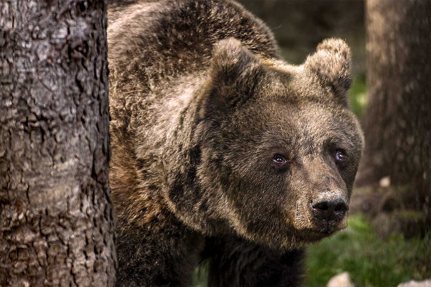 Esemplare di orso bruno all'interno dell'Area Faunistica dell'Orso di Palena (Parco Nazionale della Majella, Abruzzo)
