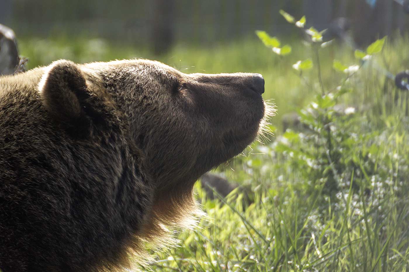 Foto di profilo dell'orso bruno all'interno dell'Area Faunistica dell'Orso di Palena (Parco Nazionale della Majella, Abruzzo)