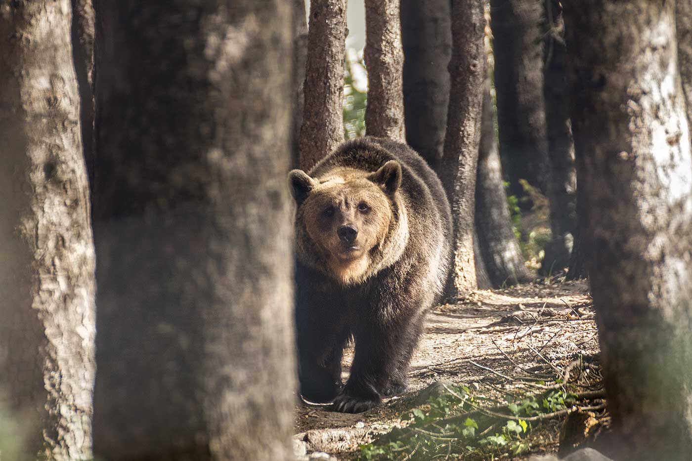 Esemplare di orso bruno all'interno dell'Area Faunistica dell'Orso di Palena (Parco Nazionale della Majella, Abruzzo)